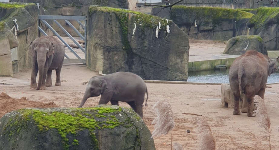 Kölner Zoo-5-Elefanten, © BAHNHIT.DE | Ulrike Strempel