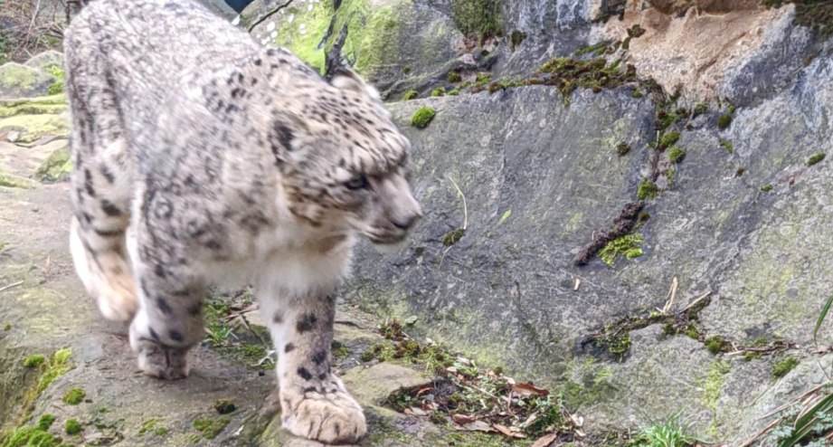 Kölner Zoo-Raubkatze, © BAHNHIT.DE, Ulrike Strempel